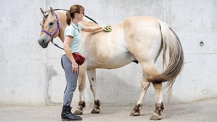 CAVALLO Praxistest Hüfttaschen,  VAUDE „WEGAMOVE”, Aufmacher, Pferd wird von Frau geputzt
