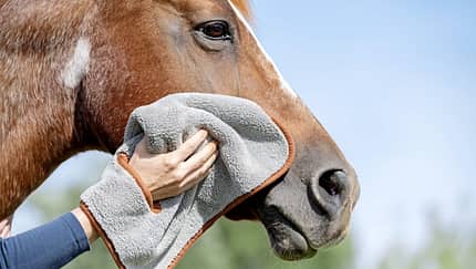 CAVALLO Himmlisch für Putzteufel, Mikrofaser-Tücher von fens, Pferdekopf wird an Wange mit Mikrofasertuch abgewischt