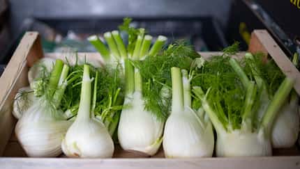 Frische Fenchel-Knollen in einer Kiste.