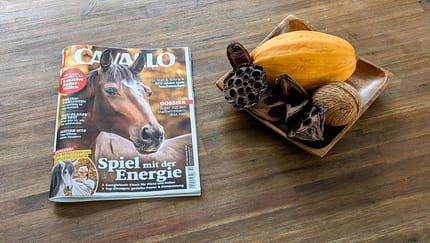 Die CAVALLO-Themen im November