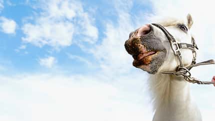 CAVALLO Eine Frage - drei Experten: Mäkelige Rentner, Schimmel, weißes Pferd, Kopf mit Trense, Untersicht, Maul mit Futter verschmiert