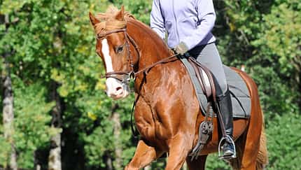 CAVALLO Neu denken, feiner lenken, Reiterin und braunes Pferd  im Galopp