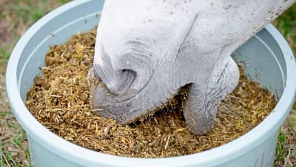 CAVALLO Heuflakes-Test, Pferdemaul von weißem Pferd in Eimer mit Heubrei, Schimmelmaul futtert aus Eimer