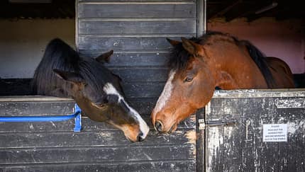 CAVALLO Dossier Stress im Stall, zwei Pferde schauen aus Box und beschnuppern sich