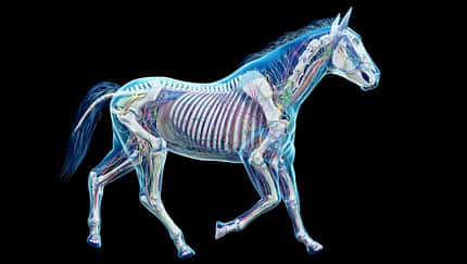 CAVALLO Doktor KI, Illustration mit Skelett und Adern vom Pferd