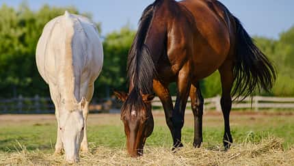 CAVALLO Futter für den Magen, Schimmel und braunes Pferd stehen und futtern auf Wiese Weide