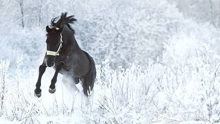 Ein schwarzes Pferd tobt im Schnee