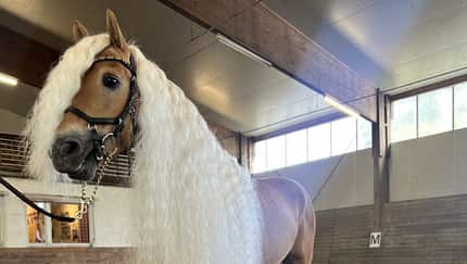 Ein Herz für Haflinger