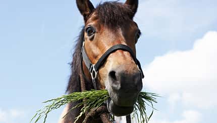 Ein braunes Pony hat lange Grashalme im Maul