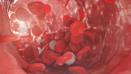 Rote und weiße Blutkörperchen bewegen sich innerhalb einer Arterie.