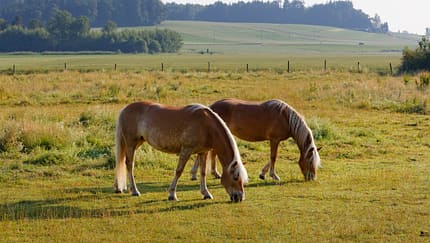 Zwei Haflinger stehen grasend auf der Weide