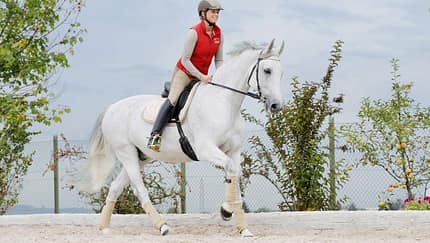 Eine Reiterin mit ihrem Schimmel bei der täglichen Arbeit auf dem Reitplatz