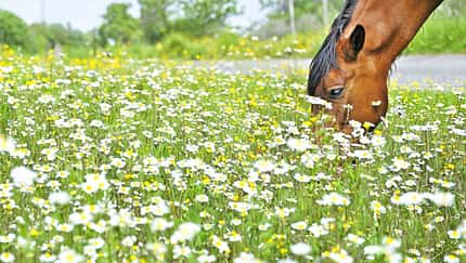 Ein Pferd frisst auf einer blühenden Wiese
