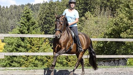 Eine Reiterin mit einem braunen Pferd auf dem Reitplatz im Galopp