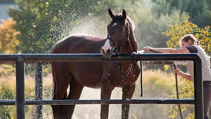 Dusche, Sommer, Pferd abspritzen, Hitzschlag, Hitzeprobleme, Abkühlung Ein Pferd wird von einer Pflegerin draußen geduscht