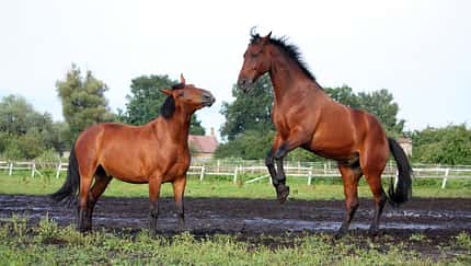 Zwei braune Pferde spielen miteinander auf der Weide.