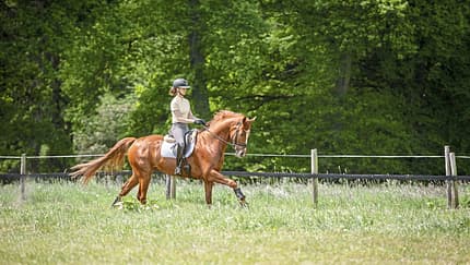 Hannah Laser galoppiert mit einem Fuchs über eine Wiese.