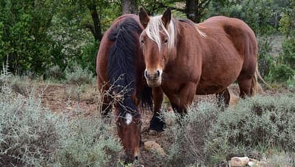 Zwei braune Pferde in freier Wildbahn