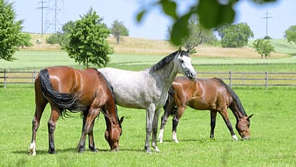 Drei Pferde auf der grünen Weide.