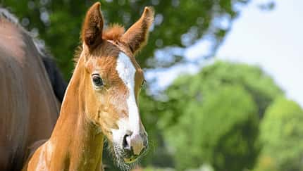 Warmblut Zucht, alte Linien, Hofgut Kaltenherberge, Tanja Bayha, gesunde Zucht, Fohlen, Aufzucht, Hengste, Freiburg, Abzeichen, Blesse Süßes Fuchs-Fohlen mit schmaler Blesse im Porträt.