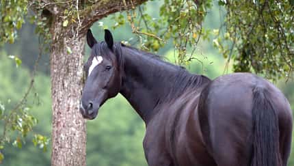 Schwarzes Pferd mit Abzeichen am Kopf von hinten vor einem Baum.