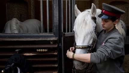 Eine Pflegerin der Spanischen Hofreitschule trenst einen Lipizzaner vor seiner Box auf. 