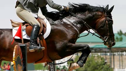 Springen, Springpferd, Springsport, Turnier, Schweiß, Gebiss, Hindernis Braunes Pferd über dem Sprung im seitlichen Profil