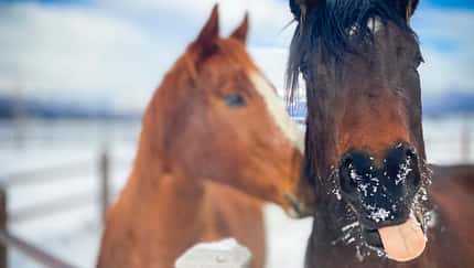 Zwei Pferde auf der Winterweide