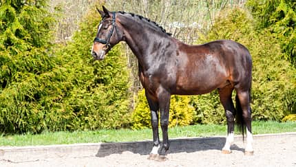 Ein brauner eingeflochtener Hengst steht auf dem Reitplatz zur Präsentation