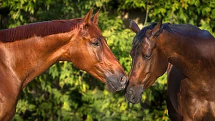 Zwei Pferde, die sich gegenseitig beschnuppern, im Porträt.