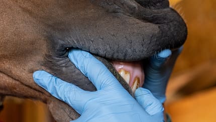 Zahnkontrolle, Zahnbehandlung, Zähne Pferd, EOTRH, Zahn, Zahnfleisch, Zahnarzt Zahnkontrolle beim Pferd