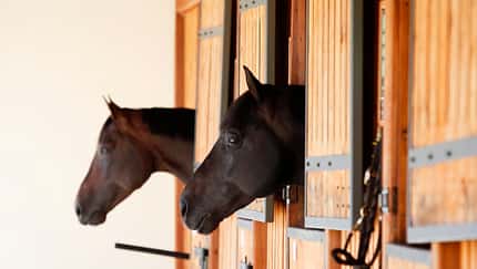 Zwei Pferde schauen aus ihrer Box heraus