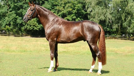 Deckhengst Floriscount in der Seitenansicht zur Exterieur-Bewertung