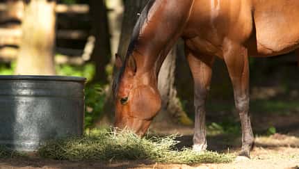 Ein Pferd frisst Luzerne-Heu vom Boden