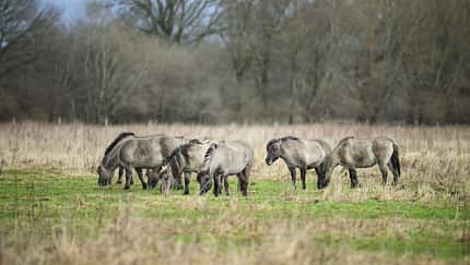 Koniks sind beliebt als Landschaftspfleger