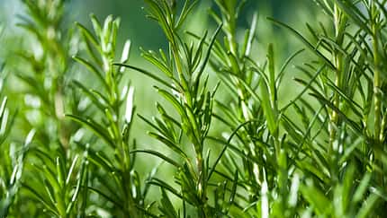 Rosmarin, Kräuter, ADMR, Pferdefütterung Nahaufnahme Rosmarin-Zweige in einem Garten