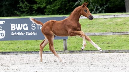 United Whizz Kid, Fohlen, Auktion, DKB Pferdewoche, United Touch Nachkomme, Springpferd, Zucht, Glantz & Gloria Fohlen United Whizz Kid im freien Lauf bei einer Präsentation