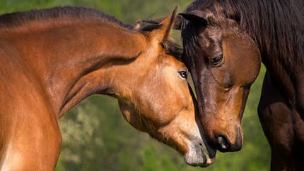 Pferde quietschen, neues Pferd in der Herde, beschnuppern, Nüstern, Freundschaft, Neuankömmling, in die Herde integrieren Zwei Pferde beschnuppern sich und haben die Köpfe zusammen