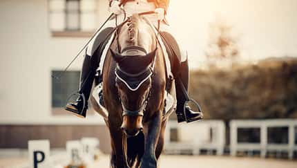 Turnier, Dressur, Hitzeschutz auf dem Turnier, Dressurprüfung, Dressurpferd Porträt eines Dressurpferdes auf dem Turnier von vorne. Beine des Reiters im Steigbügel sind zu sehen.