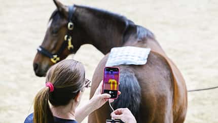 Wärmebildaufnahme, Pferd, Thermografie, Tiermedizin, Rücken, Sattelunterlage, Smartphone, Reitsport, Veterinärdiagnostik, Pferdegesundheit Frau fertigt mit einem Smartphone eine Wärmebildaufnahme vom Rücken eines braunen Pferds an, auf dem eine gepolsterte Unterlage liegt.
