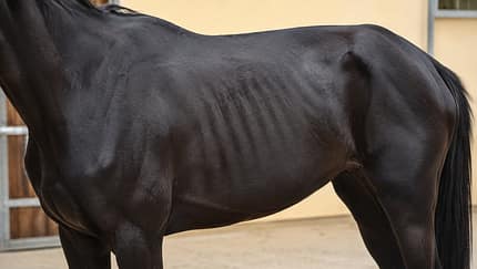 dünnes Pferd, Untergewicht Pferd, BCS, Heu ad libitum, Rippen Pferd, Vollblüter Ein zu dünnes dunkelbraunes Pferd im seitlichen Profil, die Rippen und Hüftknochen treten deutlich hervor.