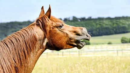 Pferd, Pferdekopf, Weide, Wiehern, Trauer, Hauspferd, Tierfotografie, Profilansicht, Maulbewegung, Landwirtschaft, Reitsport Das Foto zeigt den Kopf eines Pferdes in Seitenansicht auf einer Weide. Das Tier ist fuchsfarben und wiehert mit geöffnetem Maul. Im Hintergrund sind unscharfe Wiesenflächen und ein Waldsaum bei Tageslicht zu erkennen.