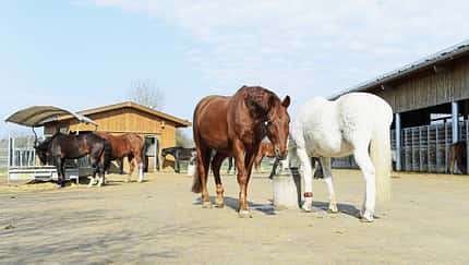 Pferdestall, Offenstall, Paddock, Heuraufe, Pferdehaltung, Stallanlage, Pferdeherde, Landwirtschaft, Reitbetrieb, Tierwohl Das Foto zeigt mehrere Pferde in einem Offenstall/Paddock auf befestigtem Hofboden, im Vordergrund ein braunes und ein weißes Pferd. Im Hintergrund befinden sich eine überdachte Heuraufe, ein Holzunterstand sowie eine lange Stallanlage mit Boxen.
