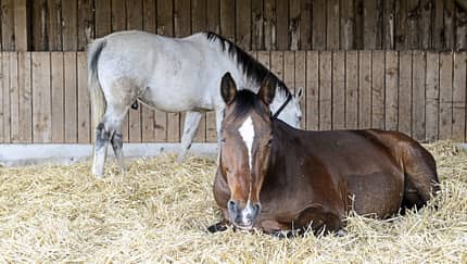 Pferdestall, Pferd, Strohboden, Stallhaltung, Offenstall, Liegefläche, Schimmel, Reitpferd, Tierfotografie Das Foto zeigt zwei Pferde in einem Stall auf einer dicken Strohschicht; im Vordergrund liegt ein braunes Pferd, im Hintergrund steht ein graues Pferd (Schimmel) vor einer Holzwand. Die Szene zeigt die Liegefläche eines Offen- bzw. Laufstalls.