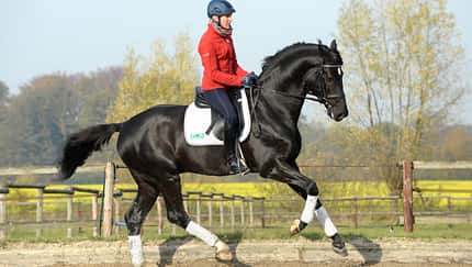 Galopp Zulegen Ingrid Klimke Zulegen im Galopp
