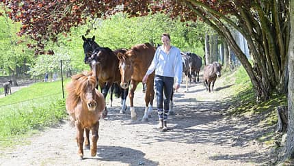Pferdetrail, Weideweg, Herdenführung, Pferdeherde, Pony, Reiterhof, Tierhaltung, Baumallee, Frühlingslandschaft, Gut Scheidt, Angemeer Das Foto zeigt Sabine Angemeer, die mehrere freilaufende Pferde und Ponys auf einem schmalen eingezäunten Weg/Trail unter dichtem, rotlaubigem Baumbewuchs anführt. Die Szene liegt in ländlicher Umgebung, mit Schattenwurf der Bäume.