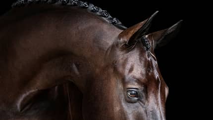 Dressurpferd, Turnierpferd, Brauner, Turnierzöpfe, Augen, eingeflochtene Mähne, schwarzer Hintergrund, Pferdefotografie, Pferdeporträt Nahaufnahme eines braunen Pferdes mit eingeflochtener Mähne vor schwarzem Hintergrund