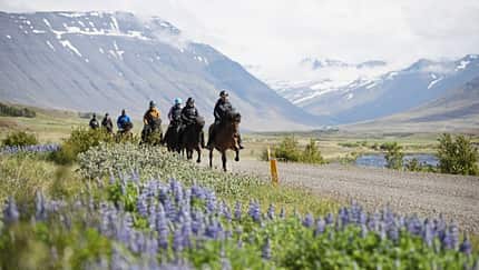 Reiten, Pferdeausritt, Reitgruppe, Berglandschaft, Schotterstraße, Lupinenblüte, Wildblumenwiese, Flusstal, Sommerlandschaft, Outdoor-Aktivität Das Foto zeigt eine Gruppe von Reiterinnen und Reitern auf einem Schotterweg durch ein weites Bergtal. Im Vordergrund blühen violette Lupinen, während im Hintergrund schneebedeckte Berghänge und ein Flusslauf zu sehen sind. Die Personen tragen Reithelme und wetterfeste Kleidung während des Ausritts.
