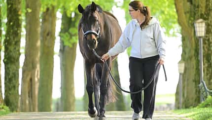 Führen, Führstrick, Halfter, Pferdehaltung, Tierpflege, Baumallee, Spaziergang, Mensch-Tier-Interaktion, Auftrainieren Das Foto zeigt Katrin Obst, die ein dunkelbraunes Pferd am Führstrick auf einem gepflasterten Weg durch eine Baumallee führt. Das Tier trägt ein Halfter; das weiche, durch das Laub gefilterte Tageslicht unterstreicht die ruhige Szene im Freien.