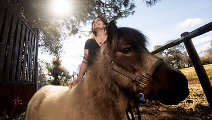 Studie Pferd, Psyche, Pony, Pferd streicheln, Falbe Im Vordergrund ist ein Pony zu sehen, dass von einer lachenden Frau im Hintergrund gerade am Rücken gestreichelt wird.
